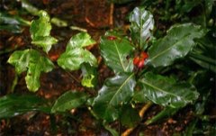 Ocotea kenyensis Transvaal stinkwood, stinkhout Ocotea kenyensis Transvaal stinkwood, stinkhout